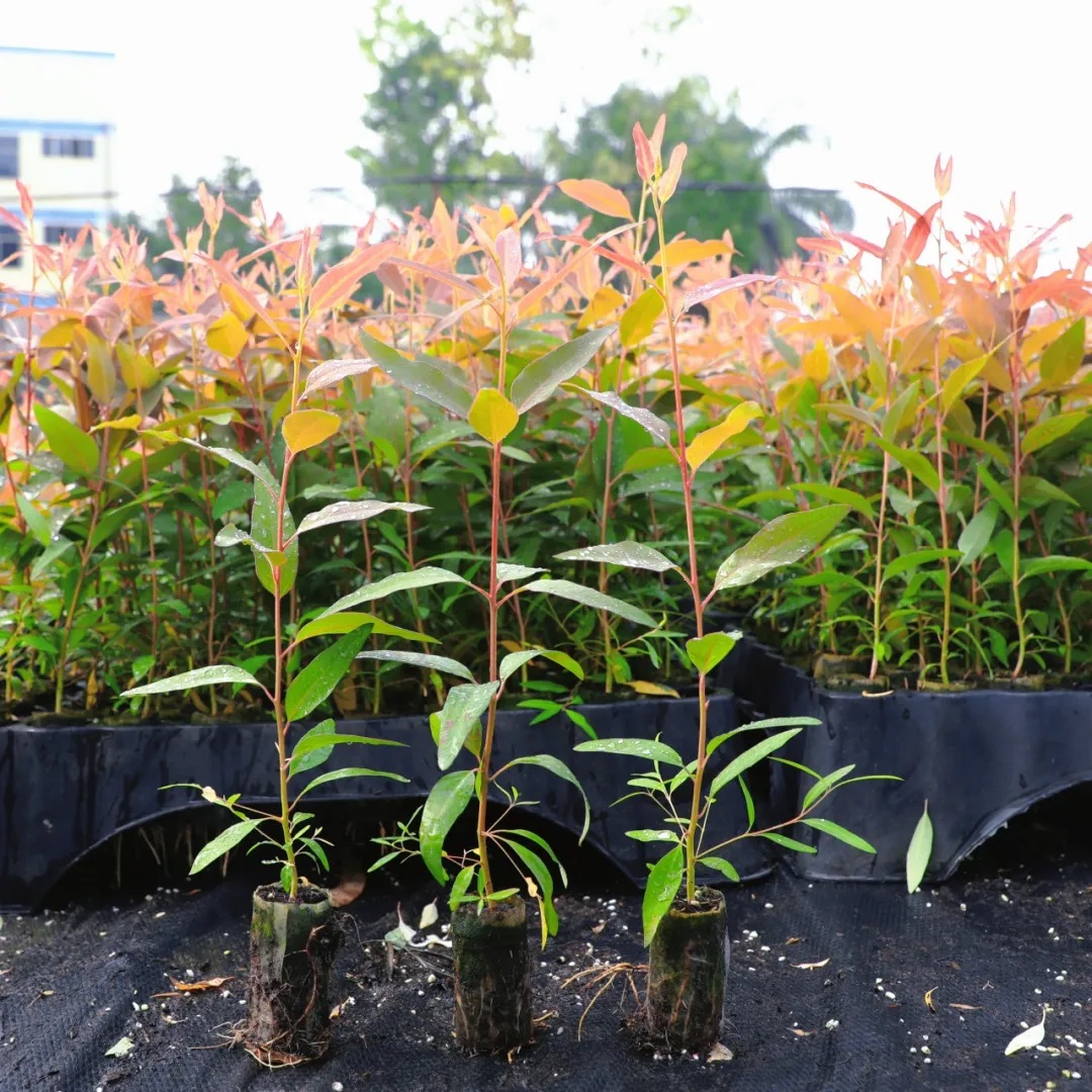 1737100474719658.jpg 67.jpg